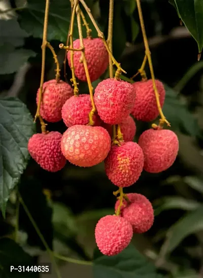 Natural Litchi Plant-thumb0