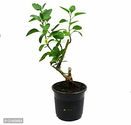 Natural Ashwagandha/Indian Ginseng Plant