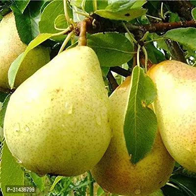 Natural Pear Plant