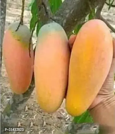 Natural Mango Plant-thumb0