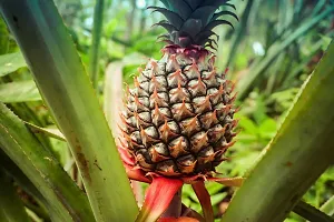 Pine Apple Plant-thumb2