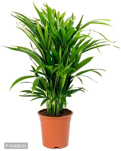 Natural Areca Palm Plant-thumb0