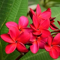 Natural Plumeria Plant-thumb1