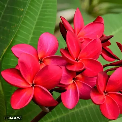 Natural Plumeria Plant-thumb2