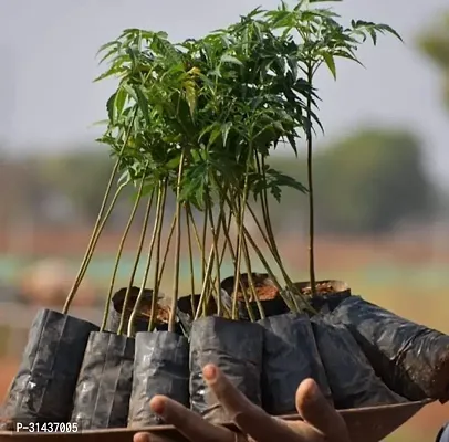 Natural Neem Plant-thumb2