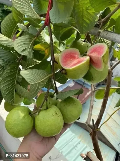 Natural Guava Plant-thumb2