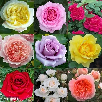 Natural Rose Plant-thumb0