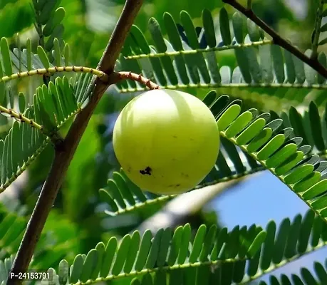 Amla Plant-thumb2