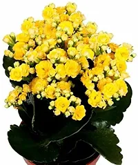 Natural Kalanchoe Plant-thumb1