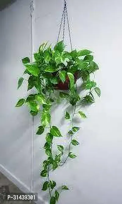 Natural Money Plant