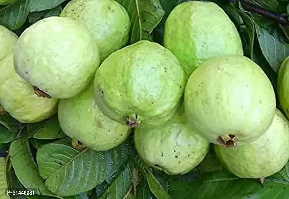 Natural Guava Plant-thumb2