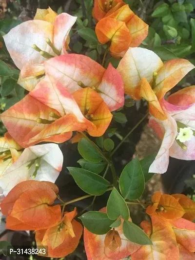 Natural Bougainvillea Plant-thumb0