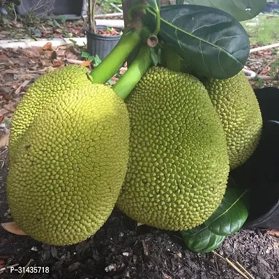 Natural Jackfruit Plant-thumb0