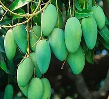 Natural Mango Plant-thumb1