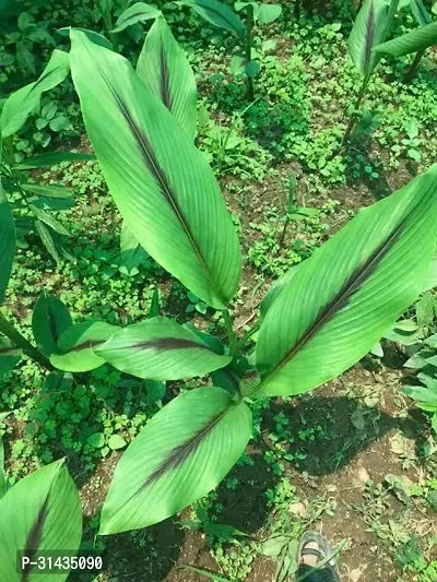 Natural Turmeric Plant With Pot-thumb0