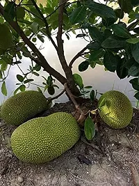 Natural Jack Fruit Plant-thumb1