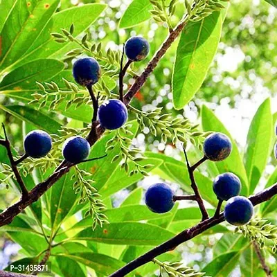 Natural Rudraksha Plant-thumb0