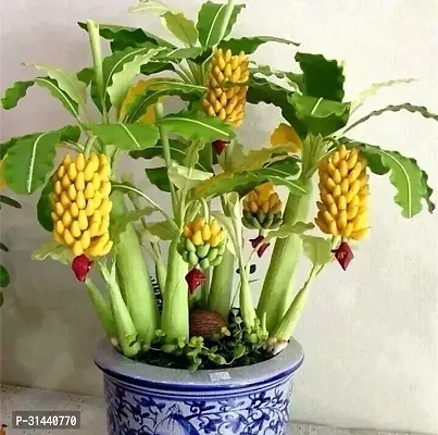 Natural Banana Plant-thumb0