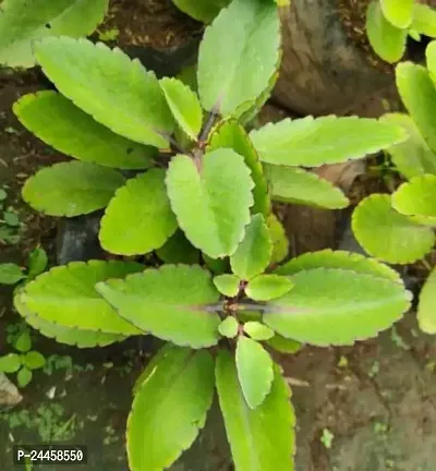 Natural Bryophyllum Pinnatum - Patharchatta Plant-thumb0