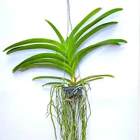 Natural Orchid Plant-thumb2