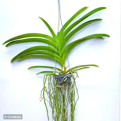 Natural Orchid Plant-thumb3