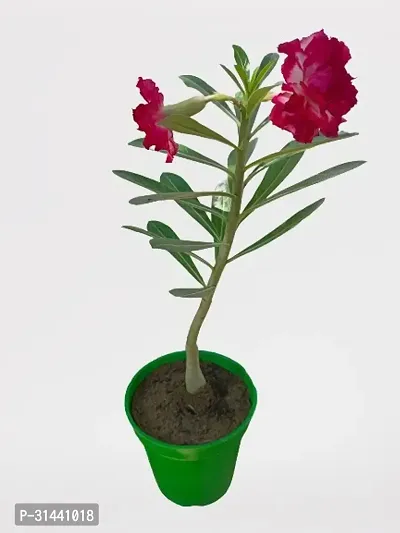 Natural Adenium Plant-thumb0