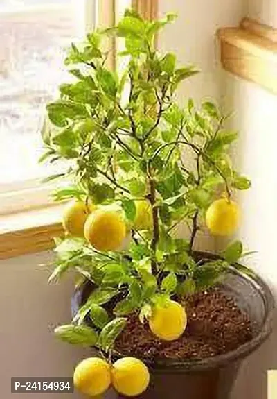 Lemon Plant