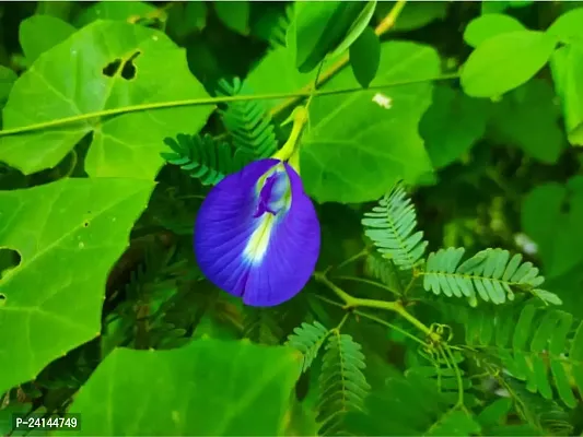 Aparajita/ Butterfly Pea Plant-thumb0