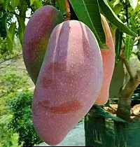 Natural Mango Plant-thumb1