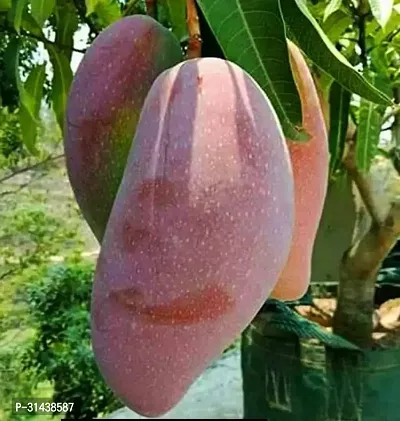 Natural Mango Plant-thumb2