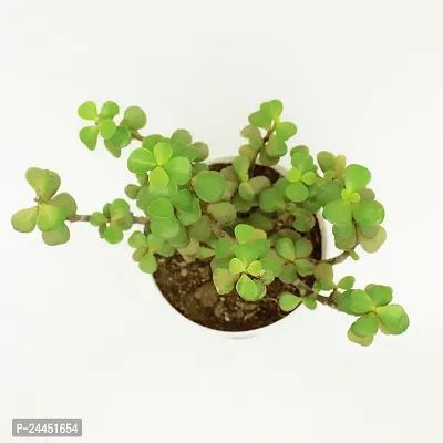 Natural Jade Plant-thumb3