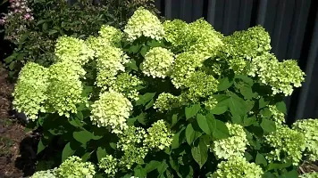 Natural Hydrangea Plant-thumb2