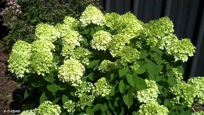 Natural Hydrangea Plant-thumb3