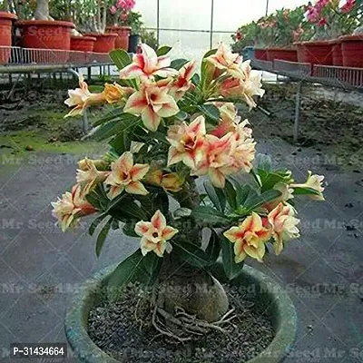 Natural Adenium Plant-thumb0