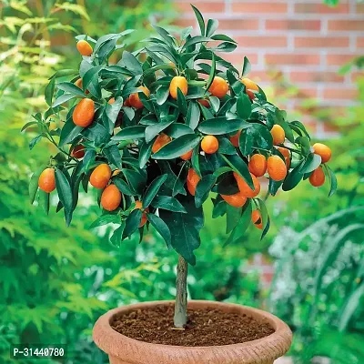 Natural Orange Plant