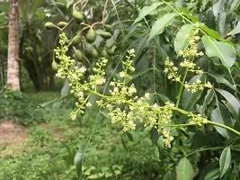 Natural Amra Plant-thumb2