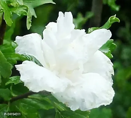 Hibiscus Plant