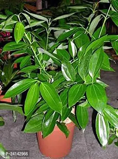 Cinnamon Plant