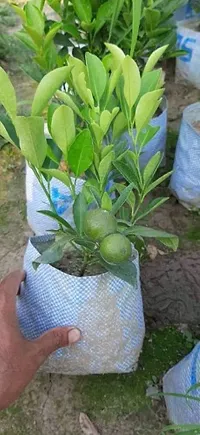 Natural Sweet Lemon Plant-thumb2