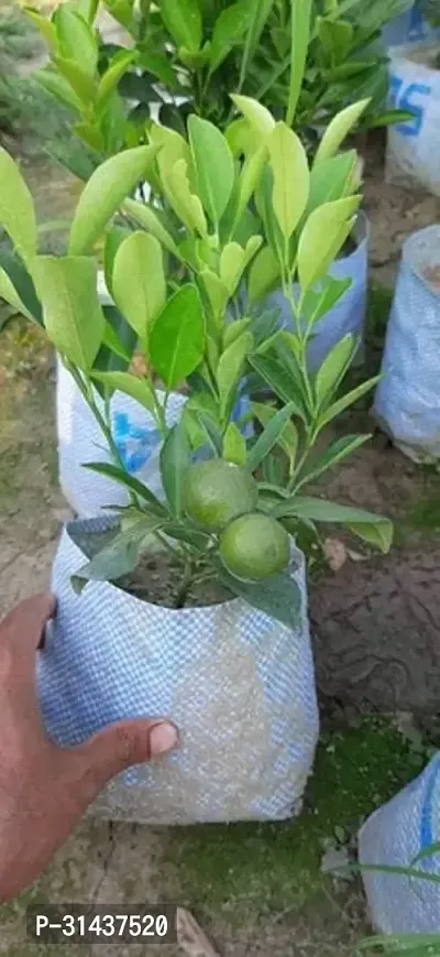 Natural Sweet Lemon Plant-thumb3