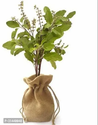 Natural Tulsi Plant