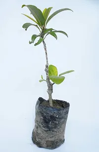 Chiku Plant-thumb1