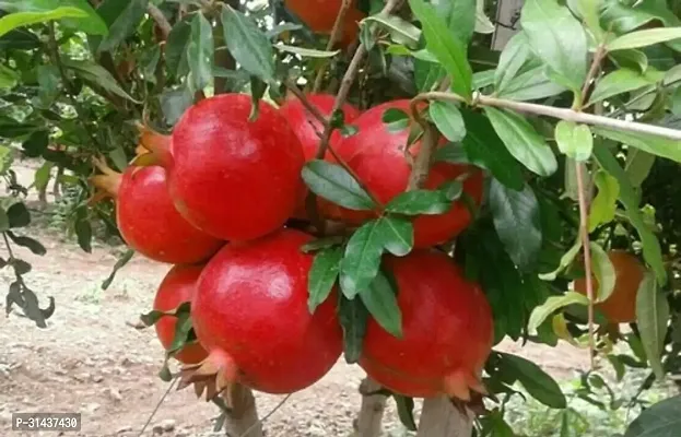 Natural Pomegranate Plant-thumb0