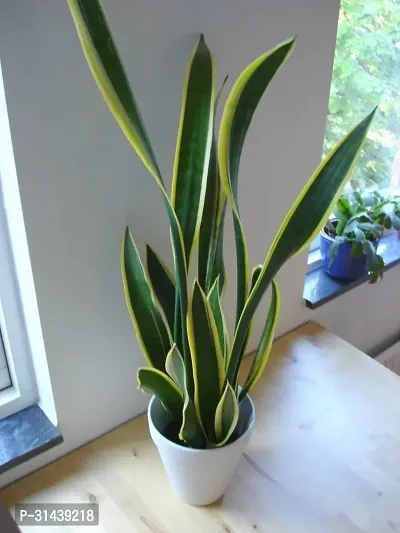 Natural Snake Plant-thumb0