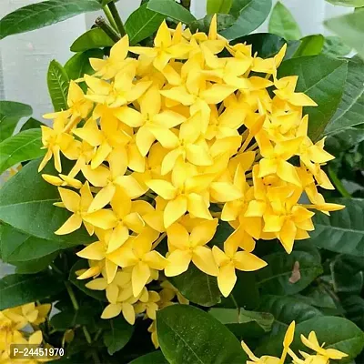 Natural Trothic Ixora - Chethi Plant-thumb0