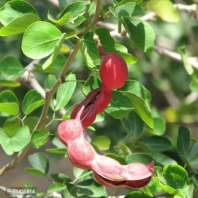 Natural Tamarind Plant