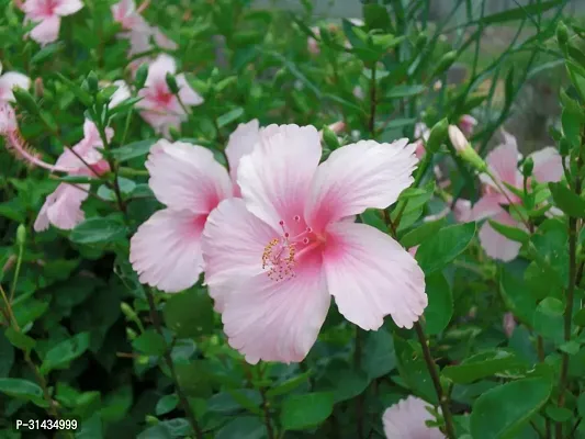 Natural Hibiscus Plant