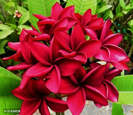 Natural Plumeria Plant-thumb0