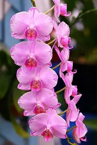 Natural Orchid Plant-thumb1