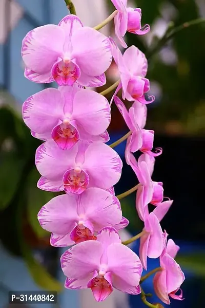 Natural Orchid Plant-thumb2